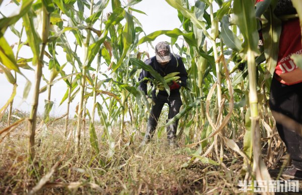 信钰配资 齐心协力粒归仓 - 海报新闻